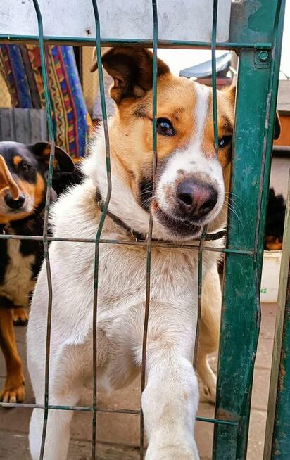 Młody pogody psiak pragnie być kochany daj mu szanse