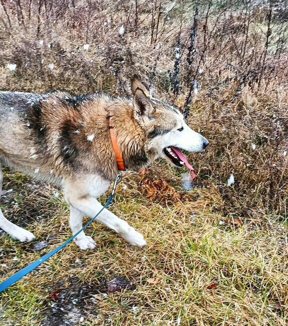 HAMLET cudowny wesoły psiak kochający ludzi BŁAGA o dom