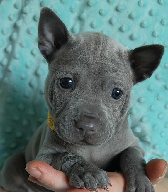 Thai Ridgeback Dog szczenięta