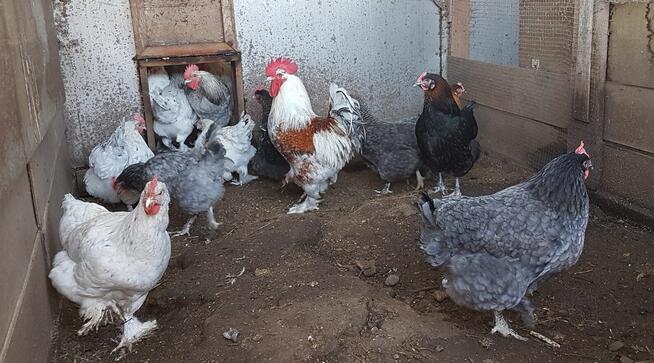 jajka lęgowe włoszka lawendowa i inne rasy