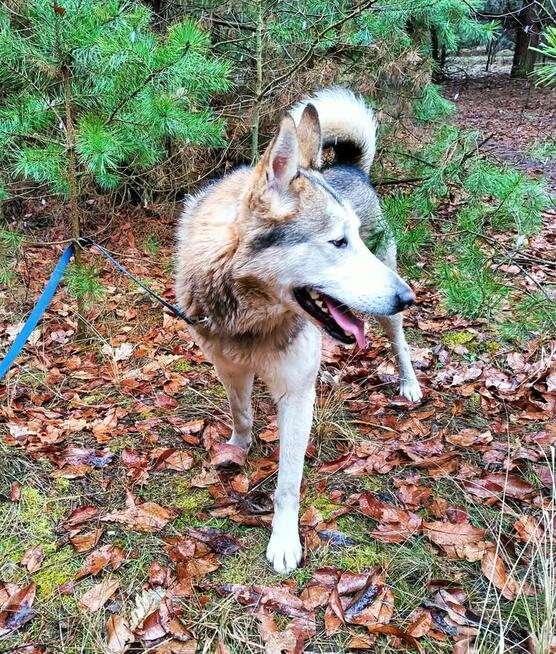 Młody pogody psiak kochający ludzi BŁAGA o wspaniały domek
