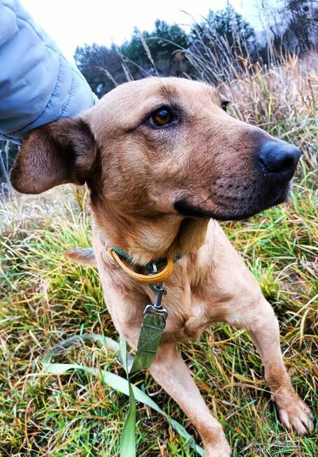 ARCZI cudowny przyjacielski młodziak czeka na ciebie