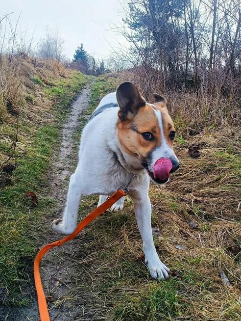 BAKUŚ młody przyjacielski psiak czeka na kochający dom