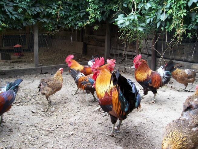 jajka lęgowe włoszka lawendowa i inne rasy