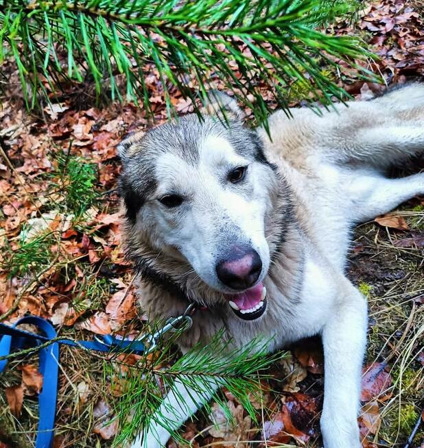 Młody pogody psiak kochający ludzi BŁAGA o wspaniały domek
