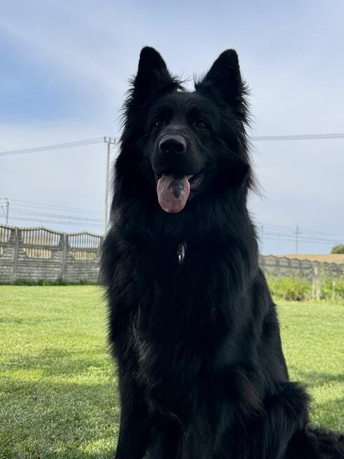 Szczeniak owczarek niemiecki długowłosy