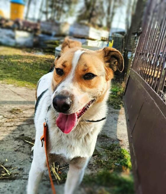 BAKUŚ młody przyjacielski psiak czeka na kochający dom