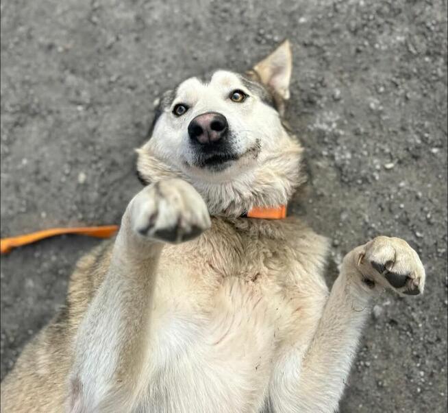 HAMLET cudowny wesoły psiak kochający ludzi BŁAGA o dom