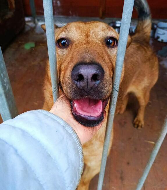 Młody wesoły energiczny psiak czeka na kochający dom