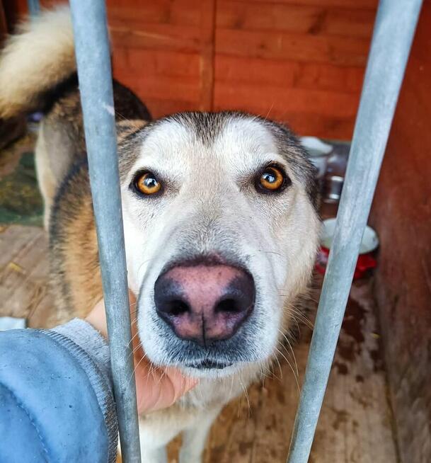 HAMLET cudowny wesoły psiak kochający ludzi BŁAGA o dom