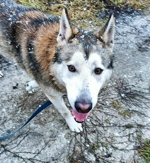 HAMLET cudowny wesoły psiak kochający ludzi BŁAGA o dom