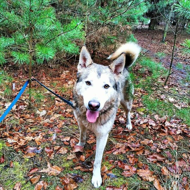 HAMLET cudowny wesoły psiak kochający ludzi BŁAGA o dom
