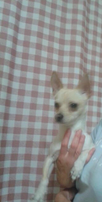 Sprzedam chihuahua