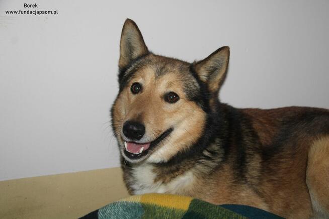 Borek szuka właściciela