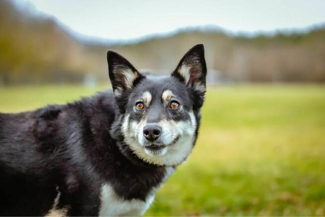 Rubinka-delikatna nieśmiala suczka czeka na wyrozumialy dom