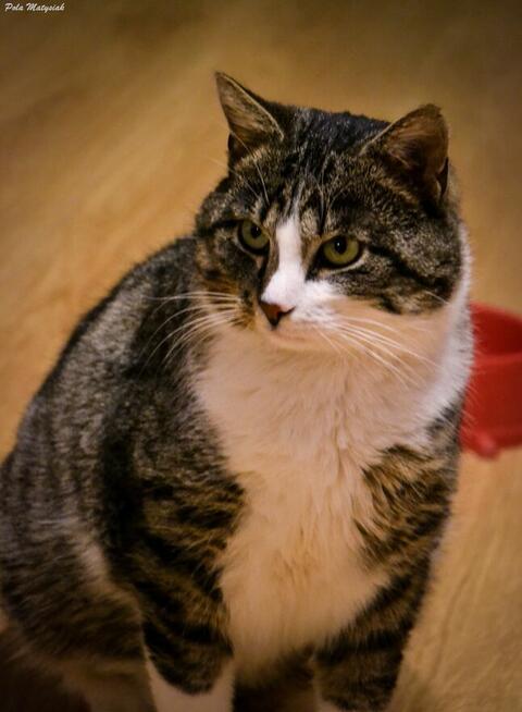 Farciarz został wyrzucony na ruchliwą ulicę wiodącą przez la