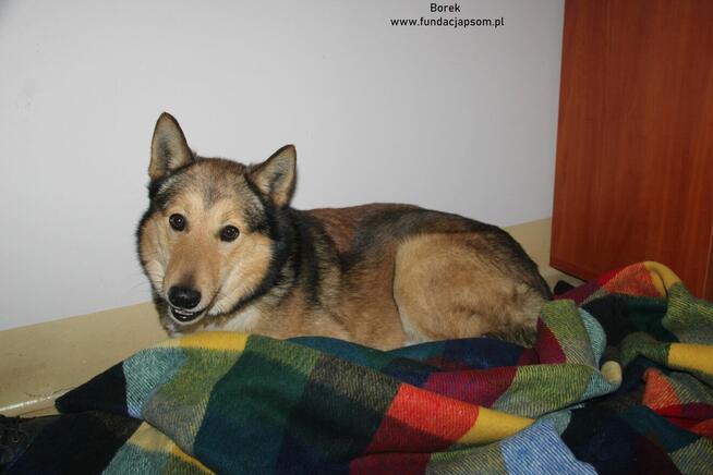 Borek szuka właściciela