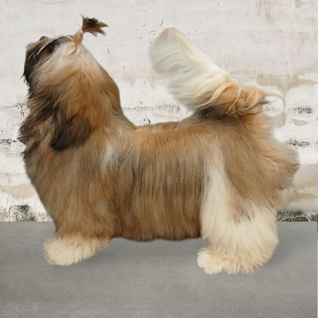 Złota suczka Shih-Tzu FCI z rodowodem