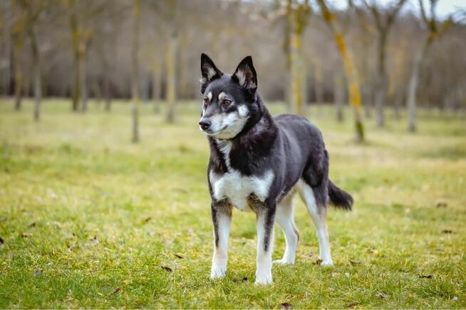 Rubinka-delikatna nieśmiala suczka czeka na wyrozumialy dom