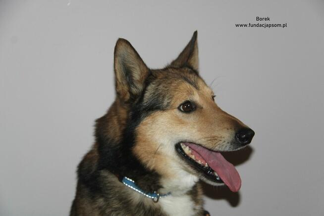 Borek szuka właściciela