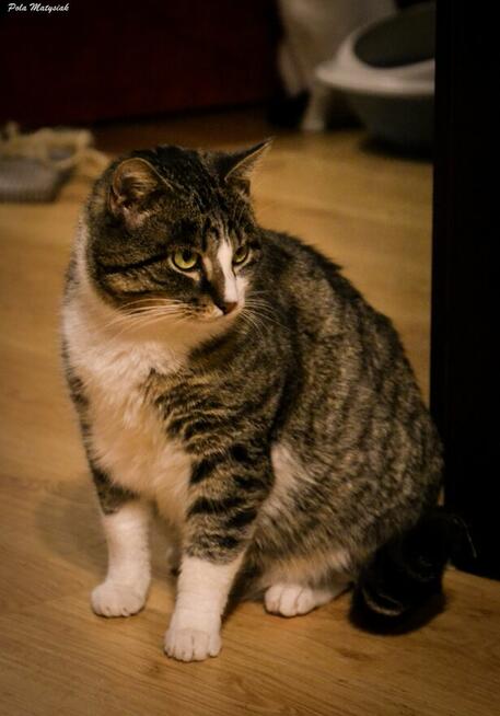 Farciarz został wyrzucony na ruchliwą ulicę wiodącą przez la