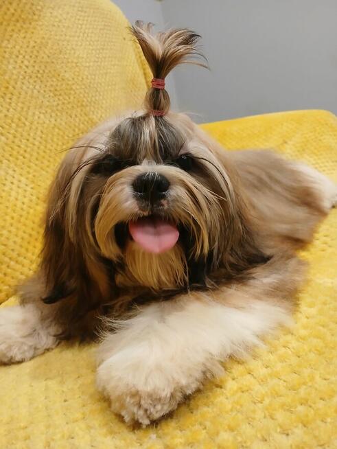 Złota suczka Shih-Tzu FCI z rodowodem