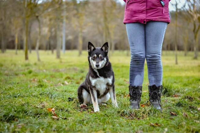 Rubinka-delikatna nieśmiala suczka czeka na wyrozumialy dom