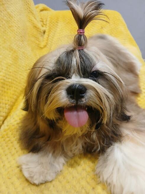 Złota suczka Shih-Tzu FCI z rodowodem