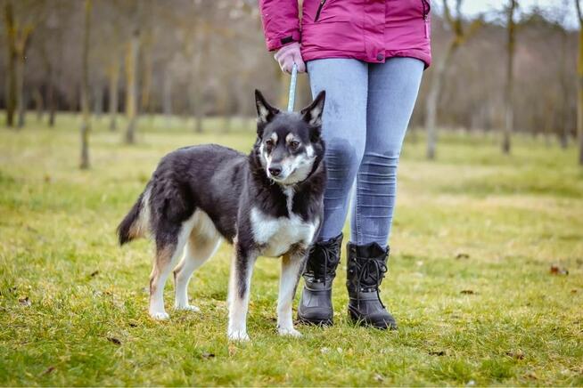 Rubinka-delikatna nieśmiala suczka czeka na wyrozumialy dom