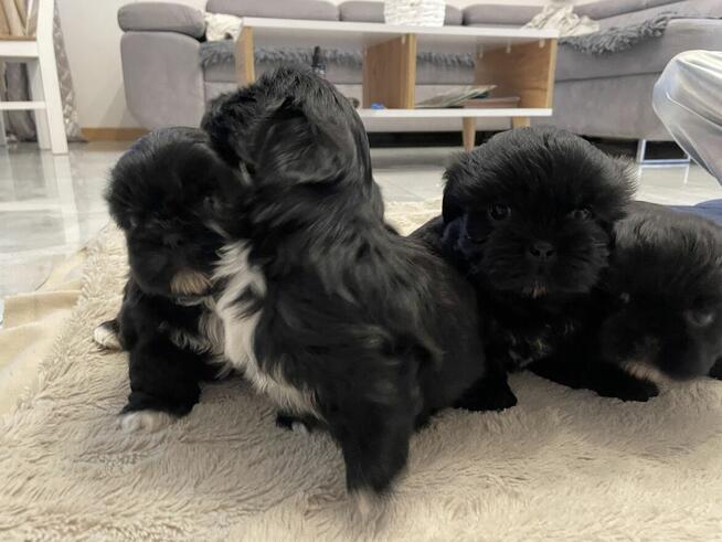 Shih tzu