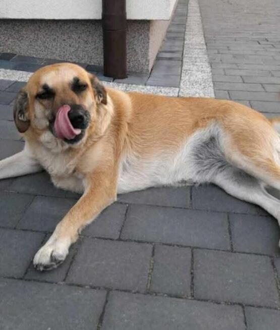 Zagineła psinka. Pomocy