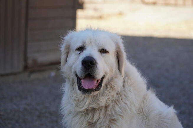 Pies w typie owczarka podhalańskiego poszukuje domu!