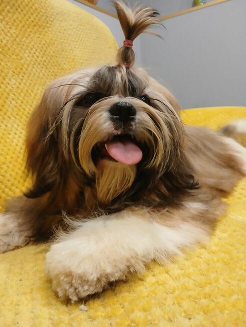 Złota suczka Shih-Tzu FCI z rodowodem