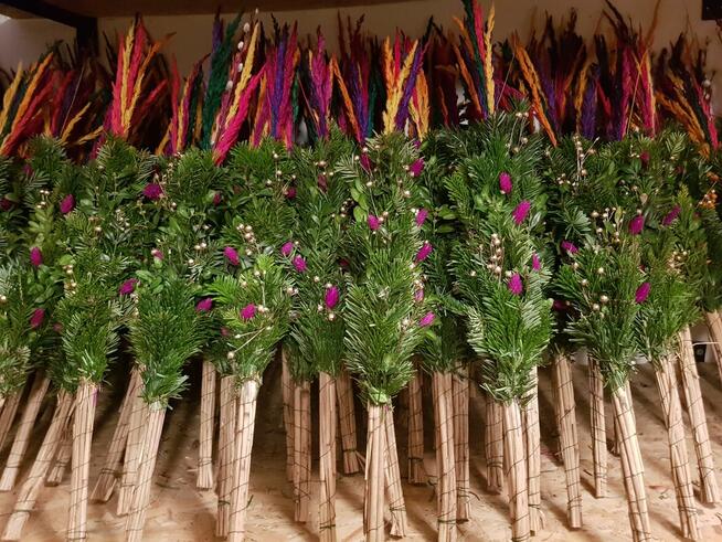 palmy żywe, palmy Wielkanocne-PRODUCENR- HURT - min. 30 szt.