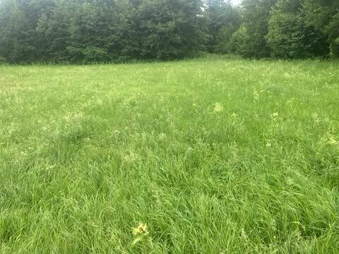 Sprzedam łąkę
