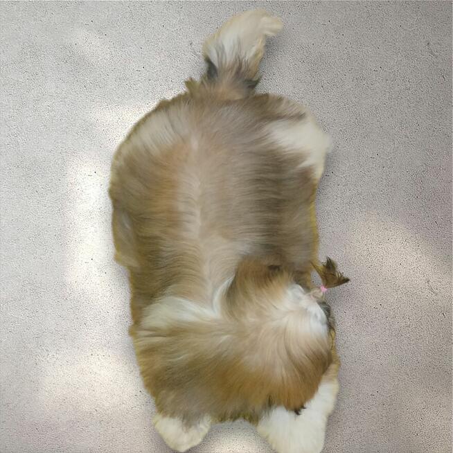 Złota suczka Shih-Tzu FCI z rodowodem