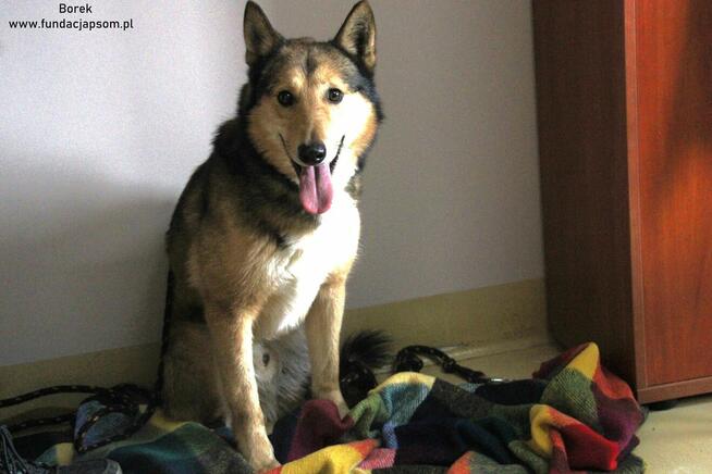 Borek szuka właściciela
