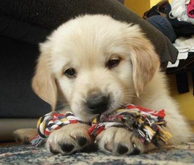 Golden Retriever szczeniaki ZKwP