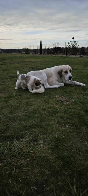 Owczarek Środkowoazjatycki