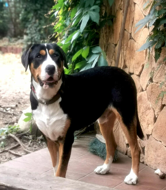 Szczeniak Duży Szwajcarski Pies Pasterski DSPP