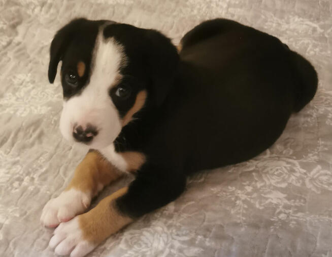 Szczeniak Duży Szwajcarski Pies Pasterski DSPP