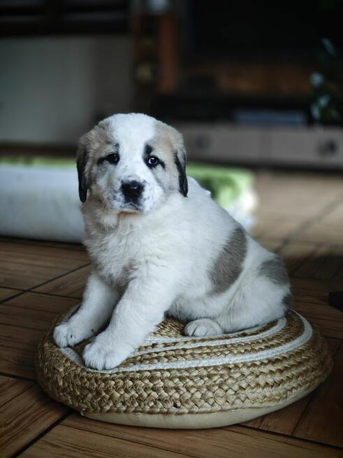 Owczarek Środkowoazjatycki