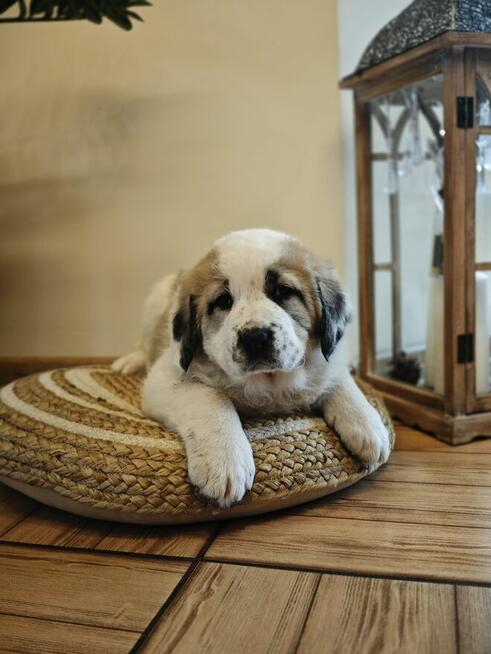 Owczarek Środkowoazjatycki