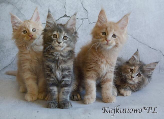 kotki Maine Coon