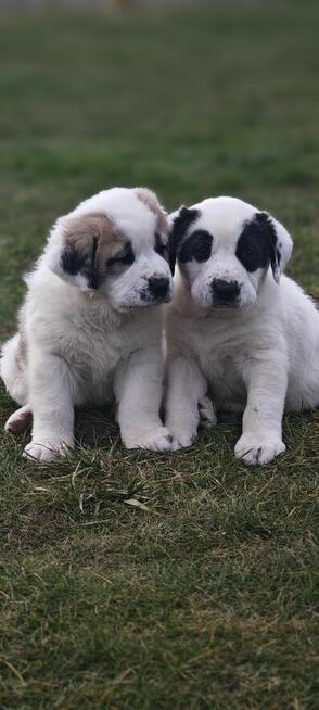 Owczarek Środkowoazjatycki