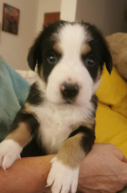 Szczeniak Duży Szwajcarski Pies Pasterski DSPP