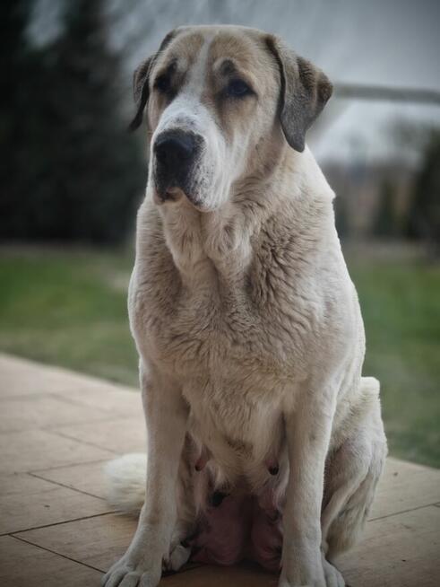 Owczarek Środkowoazjatycki