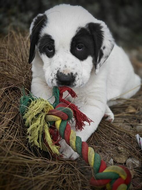 Owczarek Środkowoazjatycki