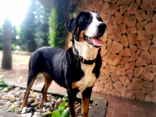 Szczeniak Duży Szwajcarski Pies Pasterski DSPP