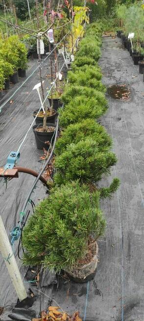 Kosodrzewina sadzonka